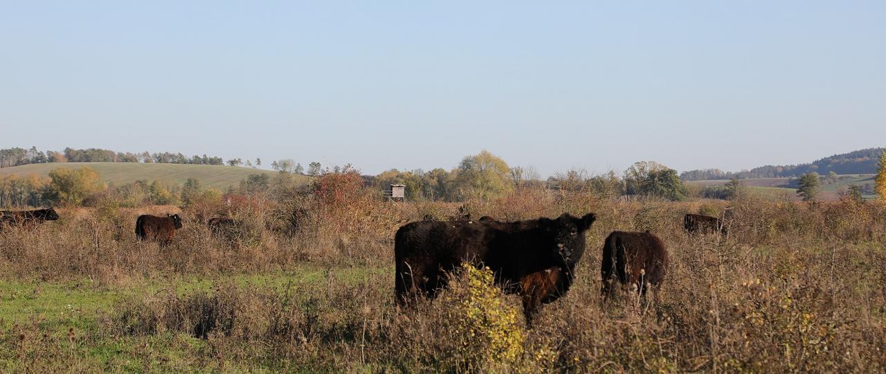Galloway-Rinder auf Weide