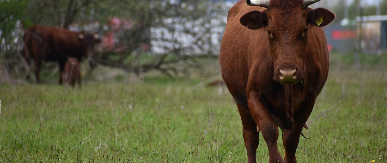 Eine Kuh der Rasse Rotes Höhenvieh auf der Weide bei Herne. Im Hintergrund ist die Autobahn zu erkennen.
