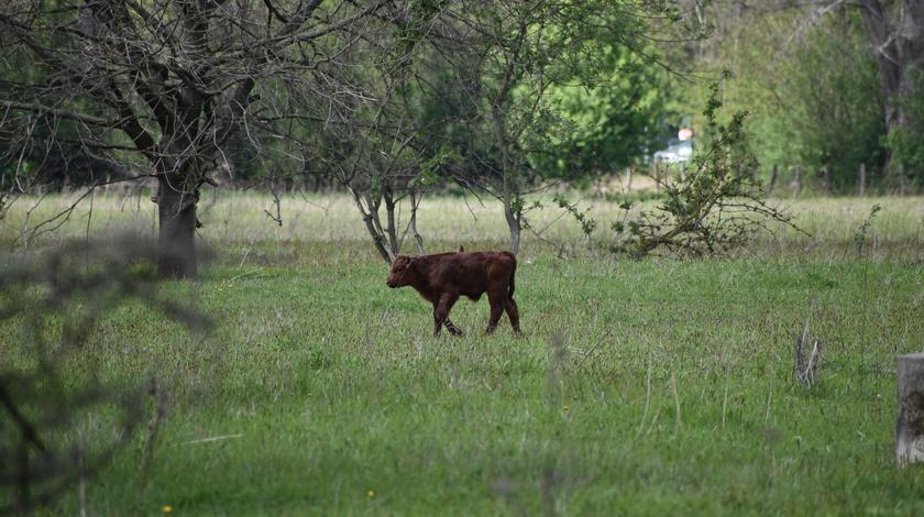 Ein Jungtier der Rinder-Rasse Rotes Höhenvieh auf der Weide bei Herne in einer Panoramaaufnahme.