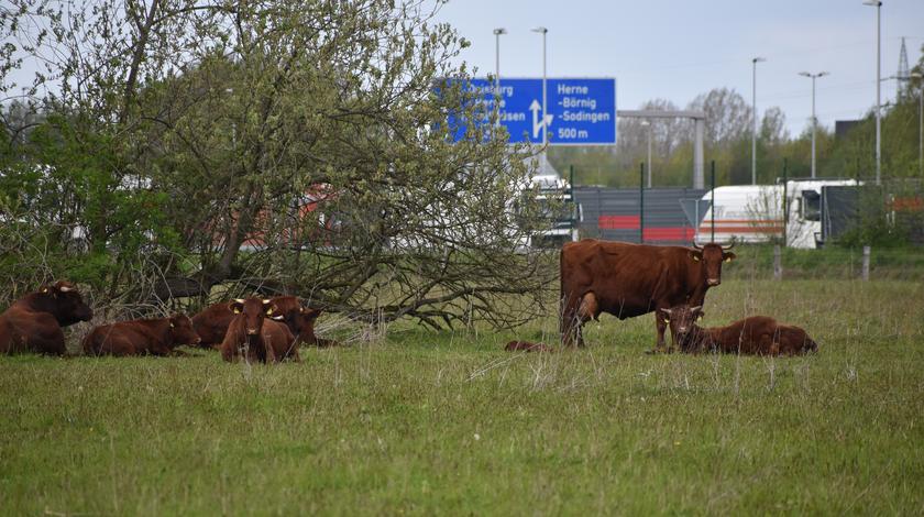 Eine Kuhherde der Rasse Rotes Höhenvieh mit Jungtieren auf der Weide bei Herne. Im Hintergrund ist die A42 zu sehen.
