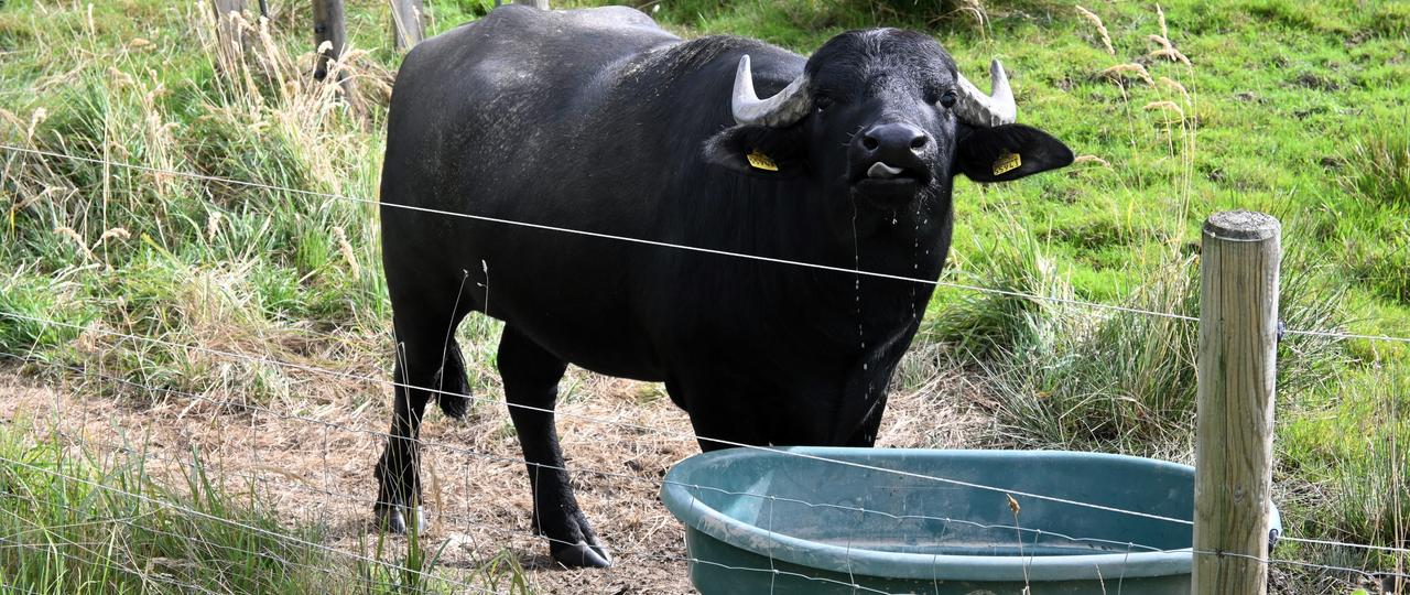 Ein schwarzer Büffel steht vor einem Wassertrog