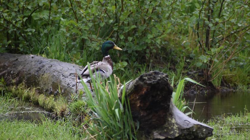Eine Ente rastet auf einem im Teich liegenden Baumstamm.