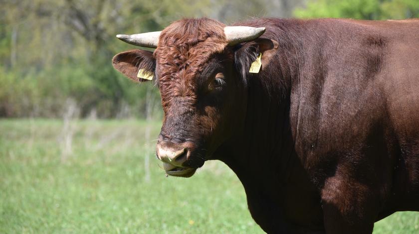 Seitliche Aufnahme einer Kuh der Rasse "Rotes Höhenvieh" auf der Weide bei Herne.