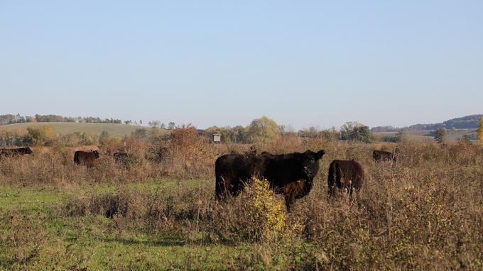 Galloway-Rinder auf Weide