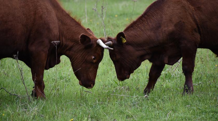 Zwei Kühe der Rasse Rotes Höhenvieh auf der Weide bei Herne.