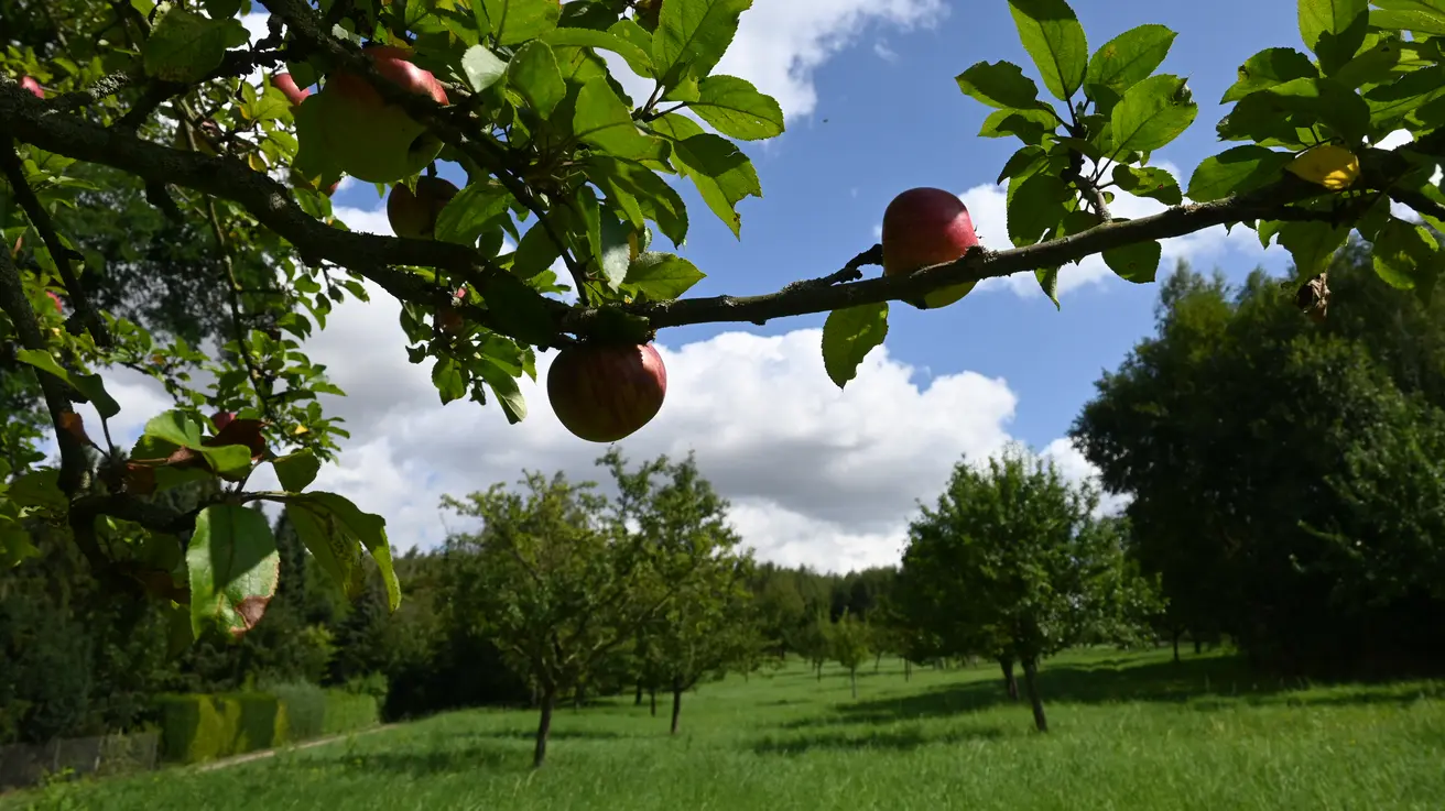 Wiese mit Apfelbaum im Vordergrund