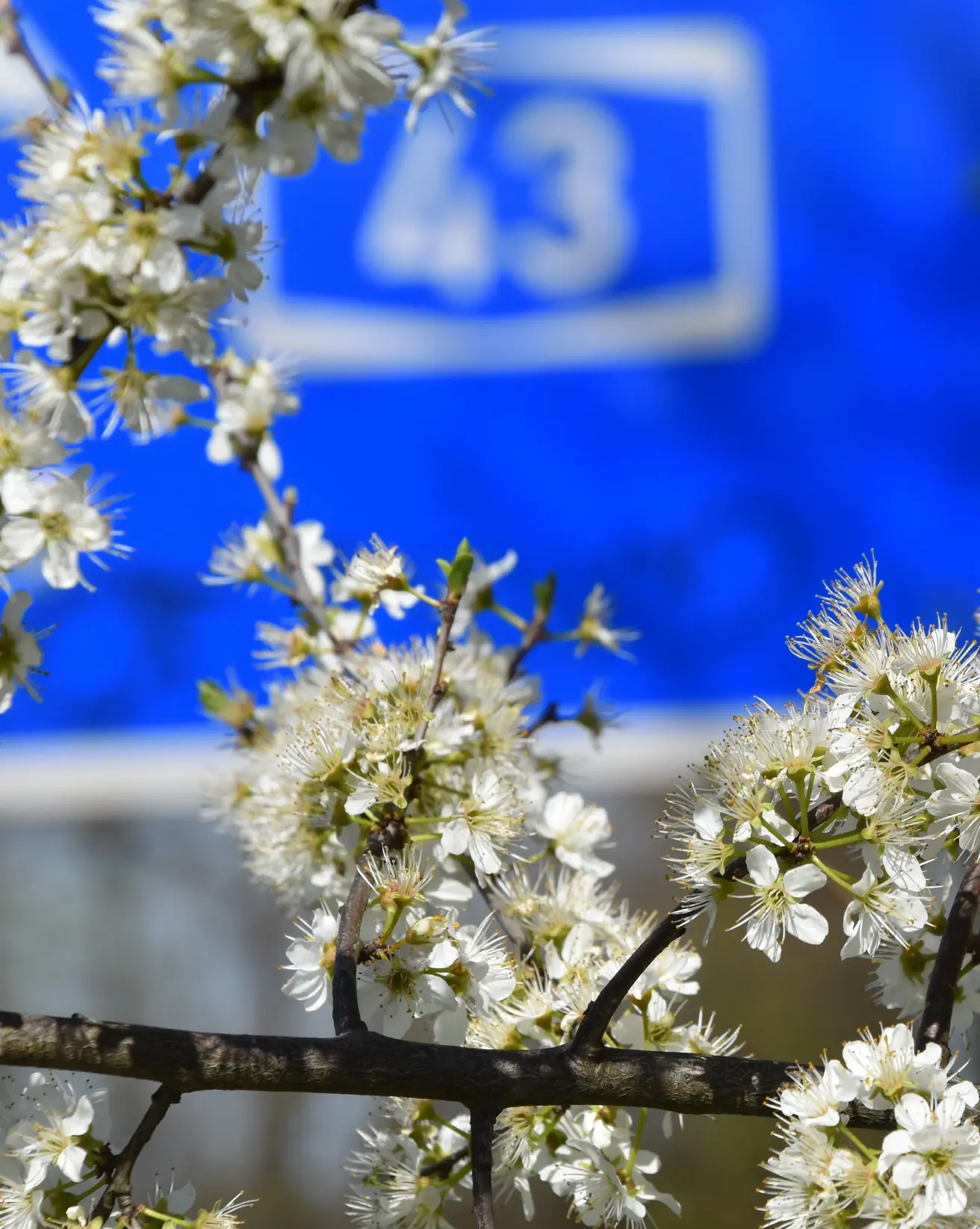 blühender Baum nahe der A43
