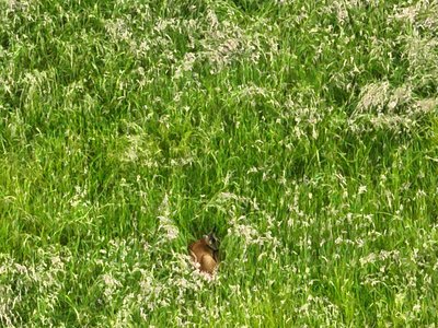 Rehkitz-Rettung im Bereich der A5 bei Karlsruhe